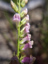 Antirrhinum virga