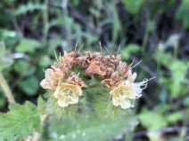 Phacelia malvifolia