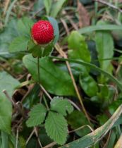 Duchesnea indica