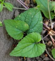 Viola ocellata