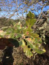 Quercus xjolonensis