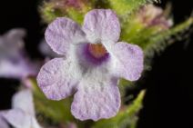 Verbena lasiostachys