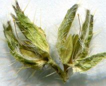 Amsinckia vernicosa