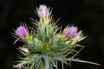 Carduus tenuiflorus