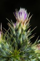 Carduus tenuiflorus