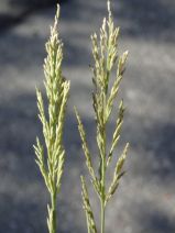 Poa secunda ssp. secunda