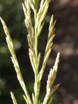 Poa secunda ssp. secunda