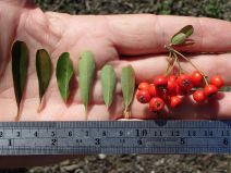 Pyracantha koidzumii