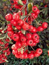 Pyracantha koidzumii
