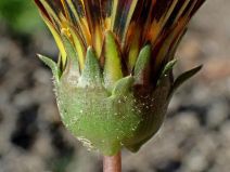 Gazania longiscapa