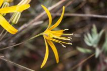 Bloomeria crocea var. aurea