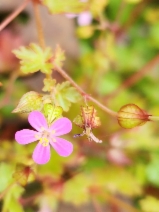 Geranium lucidum