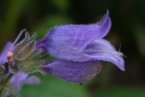 Penstemon rattanii var. rattanii