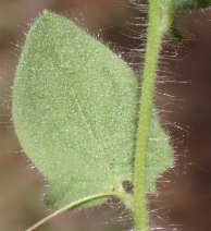 Kickxia elatine