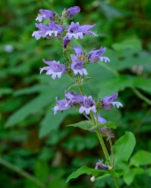 Penstemon rattanii var. rattanii