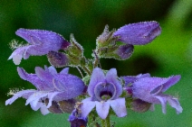 Penstemon rattanii var. rattanii