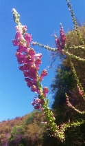 Antirrhinum virga