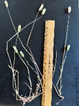 Phalaris minor