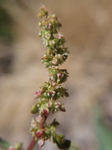 Rumex salicifolius var. crassus