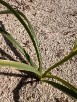 Toxicoscordion brevibracteatum