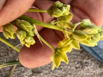 Toxicoscordion brevibracteatum