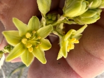 Toxicoscordion brevibracteatum