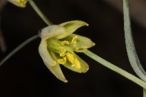 Fritillaria viridea