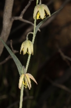 Fritillaria viridea