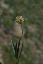 Trifolium longipes ssp. elmeri