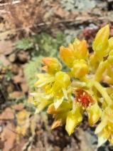 Sedum laxum ssp. flavidum
