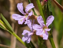 Lythrum californicum