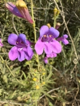 Penstemon heterophyllus var. australis