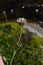 Trifolium longipes ssp. hansenii