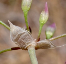 Allium campanulatum