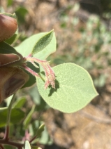 Arctostaphylos malloryi
