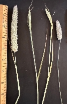 Phalaris aquatica