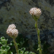Antennaria suffrutescens