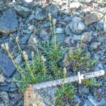 Antennaria suffrutescens