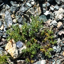 Antennaria suffrutescens
