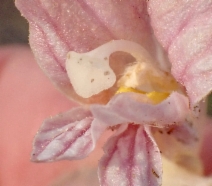 Aphyllon californicum ssp. condensum