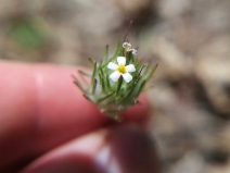 Linanthus ciliatus
