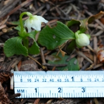 Moneses uniflora