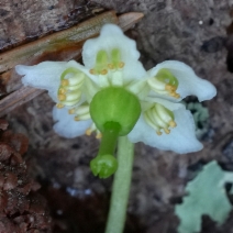 Moneses uniflora