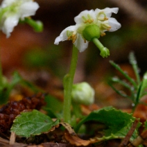 Moneses uniflora