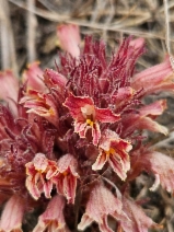 Orobanche californica ssp. feudgi