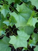 Delairea odorata