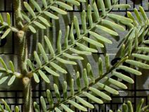 Acacia mearnsii