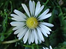 Bellis perennis
