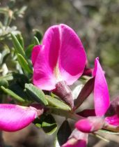 Pickeringia montana