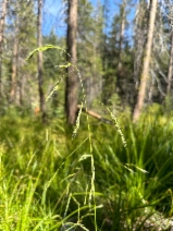 Festuca subulata